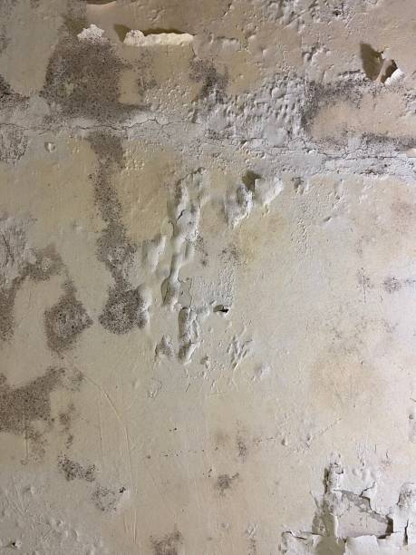 Professional Mold Removal in Ontario, OR